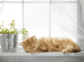 Chat